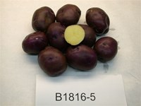 /ARSUserFiles/80420555/Potato Releases/Peter Wilcox/B1816-5 Maine tubers cut 2006.jpg